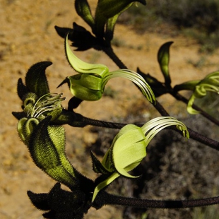 Macropidia fuliginosa